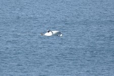 <a href='bateau.php?id_bateau_select=79'>470</a> : <a href='equipier.php?id_contact_select=39'>Frédéric H</a> - <a href='equipier.php?id_contact_select=273'>Batiste H</a> - <a href='equipier.php?id_contact_select=274'>Anais H</a>